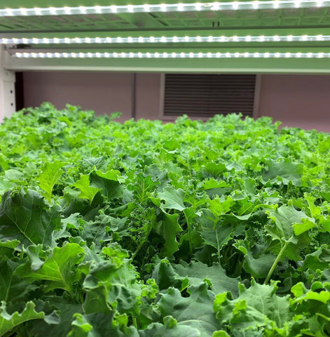 Spectrum King LED Grow Lights for Indoor Food & Vegetable Gardens in Small Spaces